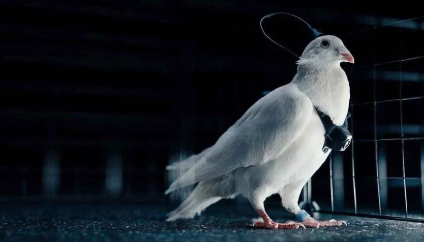 علماء روس يحوّلون الحمام إلى طائرات بيولوجية ..  تقنية قد تغيّر قواعد اللعبة