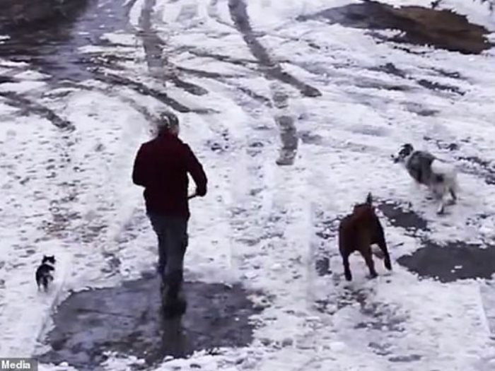 بالفيديو ..  حادثة نادرة ..  كلب ينقذ آخر من الموت دهسا!  