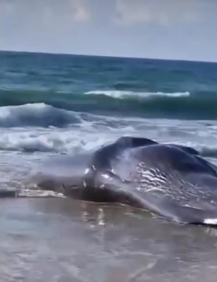 العثور على حوت من نوع "العنبر" نافقاً على السواحل الجنوبية بالقرب من عسقلان - فيديو