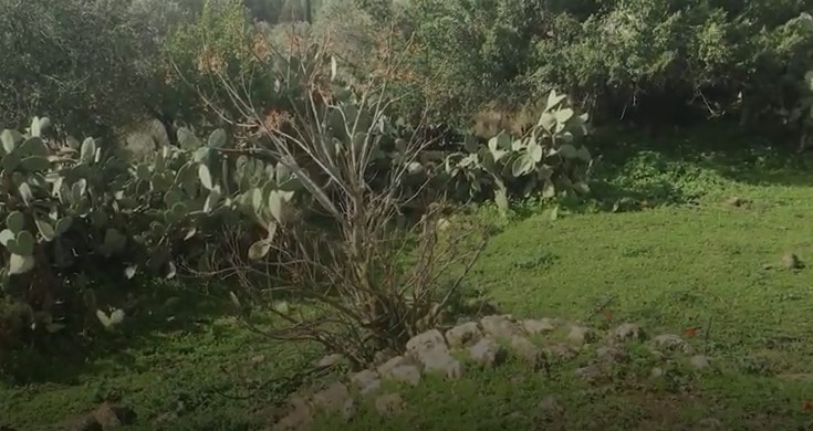 بالفيديو ..  تعرفو على قرية ابو شوشة قضاء حيفا التي دمرها الاحتلال