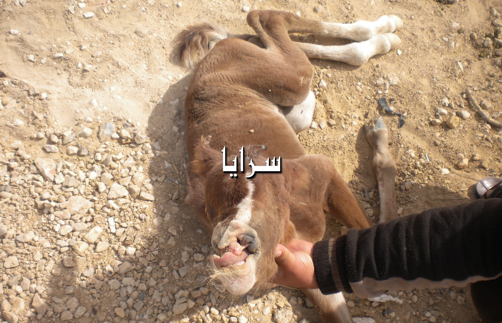 بالصور  ..  إعدام حصان حديث الولادة في وداي موسى