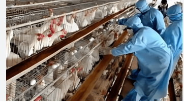 إيران تسجل حالة تفشٍ لإنفلونزا الطيور بين الدواجن