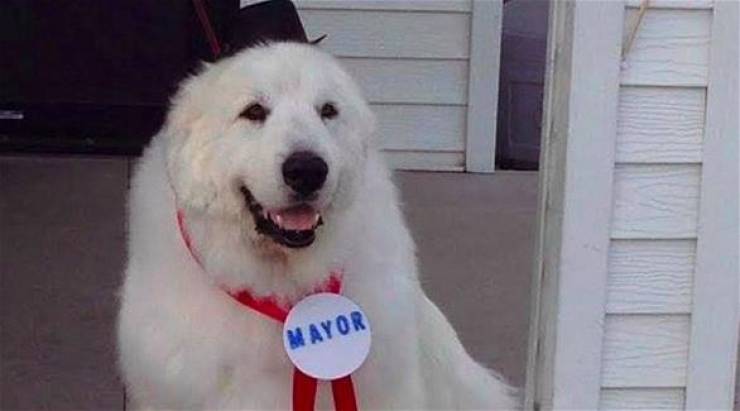 كلب يُنتخب عمدة لمدينة أمريكية للمرة الثالثة