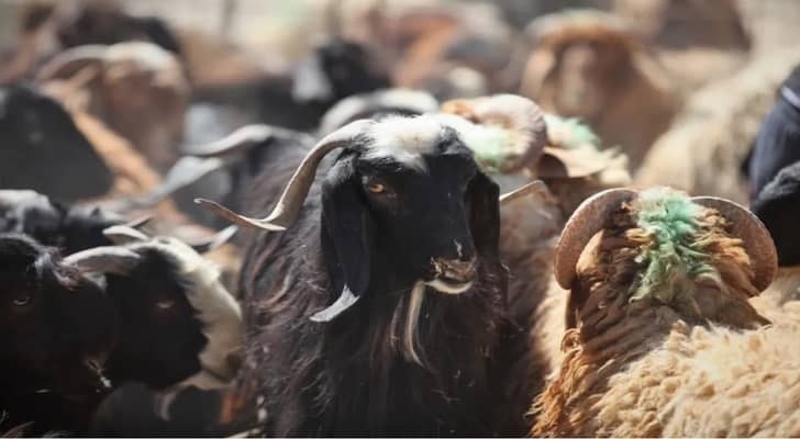  زراعة الأزرق تدعو مربي الأغنام لتجديد دفاتر الحيازة الإلكترونية قبل 15 تشرين الثاني