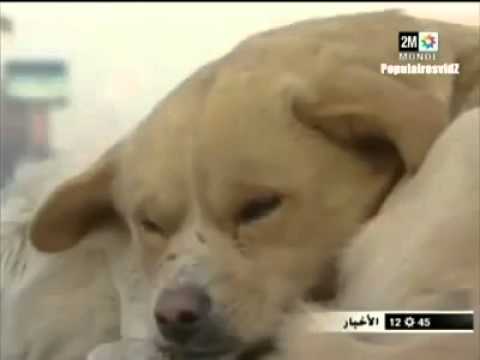 بالفيديو ..  الكلب الوفى ..  حاول إنقاذ رفيقته بعد دهسها لكن دون جدوى