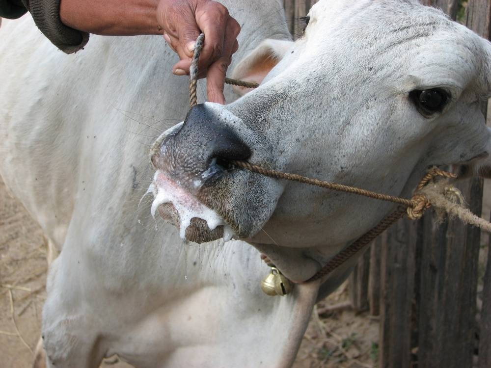 56 مزرعة أبقار في الظليل تشهد انتشار "الحمى القلاعية"
