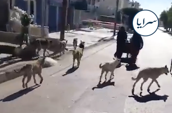 بالفيديو الكلاب الضالة تتجول بين المواطنين وفي الشوارع العامة