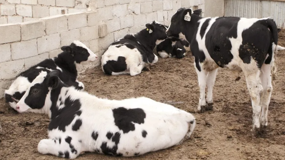 مربي الأبقار: أزمة الأعلاف قد تخفض إنتاج الحليب وترفع الأسعار