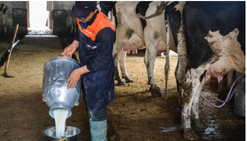 تونس  ..  نقص الحليب يؤرق المستهلكين ومخاوف من اختفائه