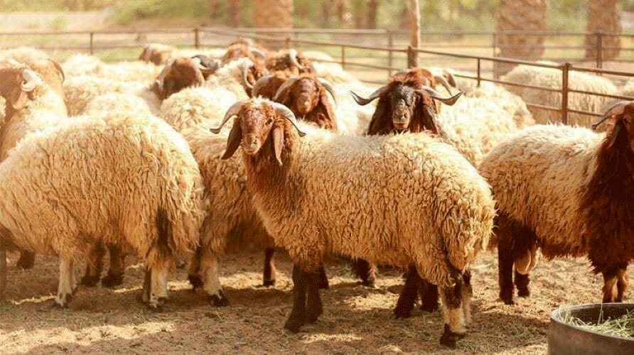 وزارة الزراعة: انخفاض أسعار اللحوم خلال أسبوعين