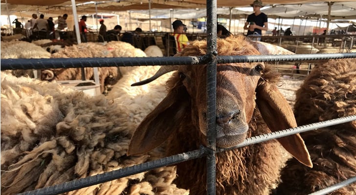 أمانة عمان تحدد مواقع بيع وذبح الاضاحي
