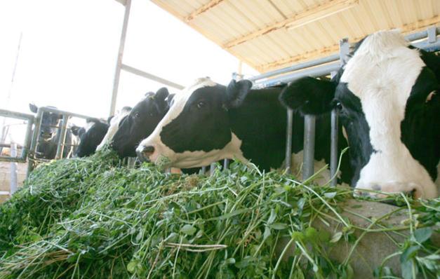 مزارع أبقار ودواجن تطرح 500 طن مخلفات يوميا