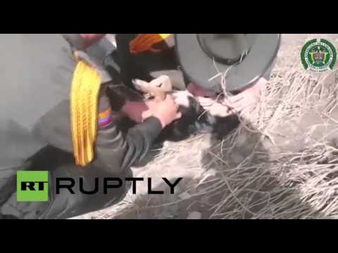 بالفيديو: رجال الشرطة ينقذون كلب عن طريق التنفس الاصطناعي