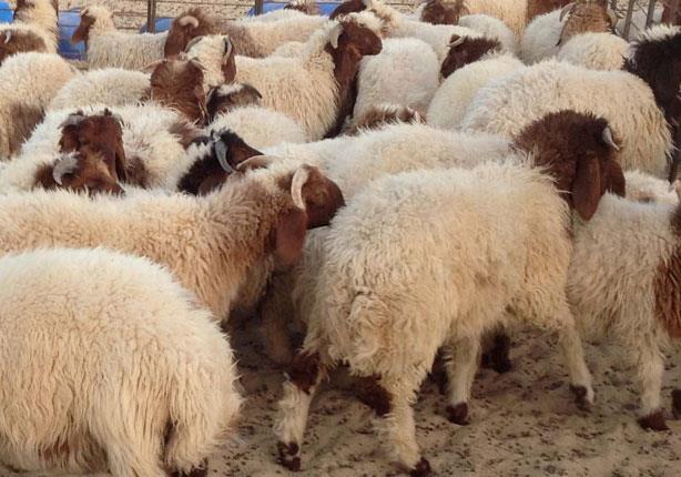 الحكومة تشدد الرقابة على الأسعار في عيد الأضحى