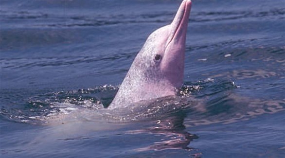 الدلافين الوردية تعود إلى المياه الساحلية الأكثر هدوءاً حول هونغ كونغ