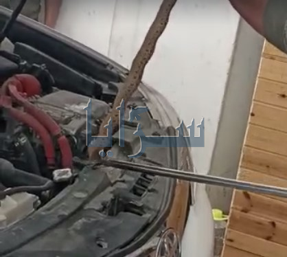 بالفيديو ..  العثور على افعى "بقلاوية" داخل سيارة بمنطقة الصريح 