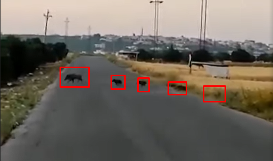 فيديو صادم  ..  قطعان من الخنازير البرية تغزوا المزروعات في بلدة حرثا شمال اربد 