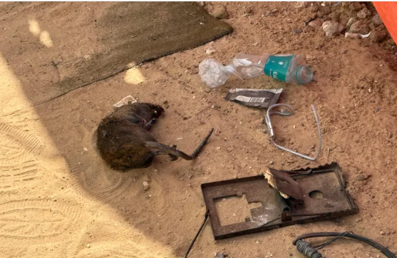 العيش مع القوارض يقض مضاجع أهل غزة