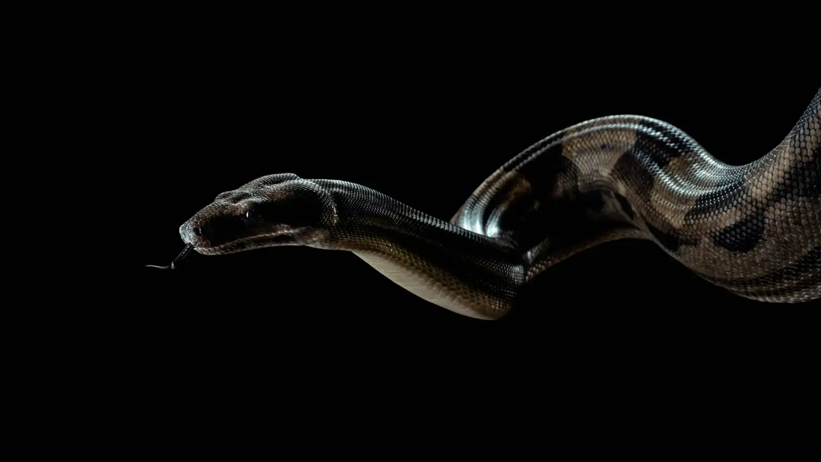 الثعابين في المنام ..  ماذا يحاول عقلك إخبارك به؟ 