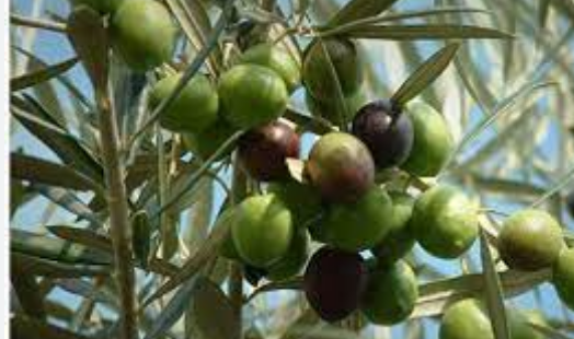 زراعة إربد تدعو لاتخاذ إجراءات للحد من تأثير الأجواء الخماسينية