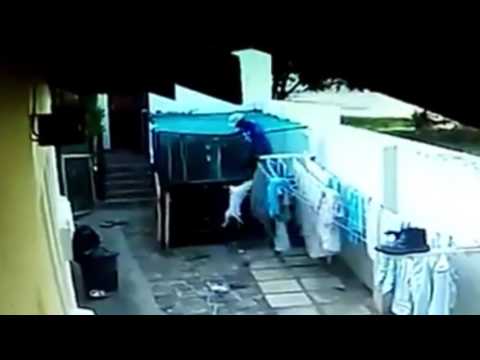 بالفيديو ..  كلبان شجاعان يهزمان لصاً تسلل إلى أحد المنازل