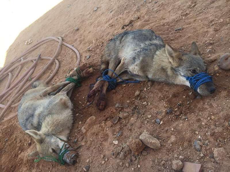 سباع تفتك بـ 50 شاة بالرياض ومواطنان يقضيان على ذئبين بالجوف