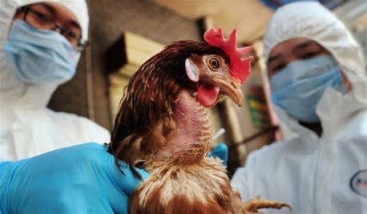 إعدام 16 مليون طائر في اليابان بسبب تفشي فيروس إنفلونزا الطيور