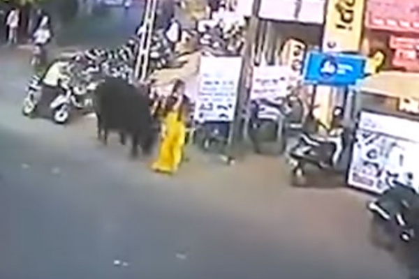 بالفيديو ..  ثور هائج يهاجم امرأة ويطيح بها في الهواء