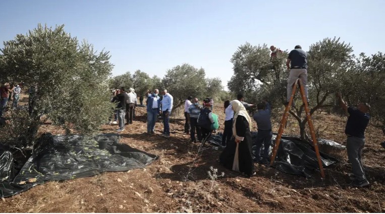 إصابة فلسطينيين ومتضامنة أجنبية باعتداء مستوطنين عليهم في الضفة