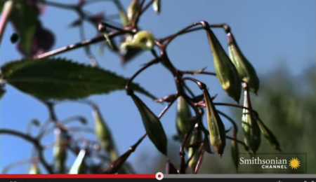  بالفيديو  ..  نباتات تُفجر نفسها مثل الالعاب النارية