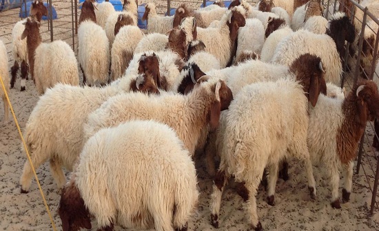 قبل العيد بيوم  ..  تجار المواشي : انخفاض اسعار الاضاحي "البلدية" (100) دينار عن العام الماضي