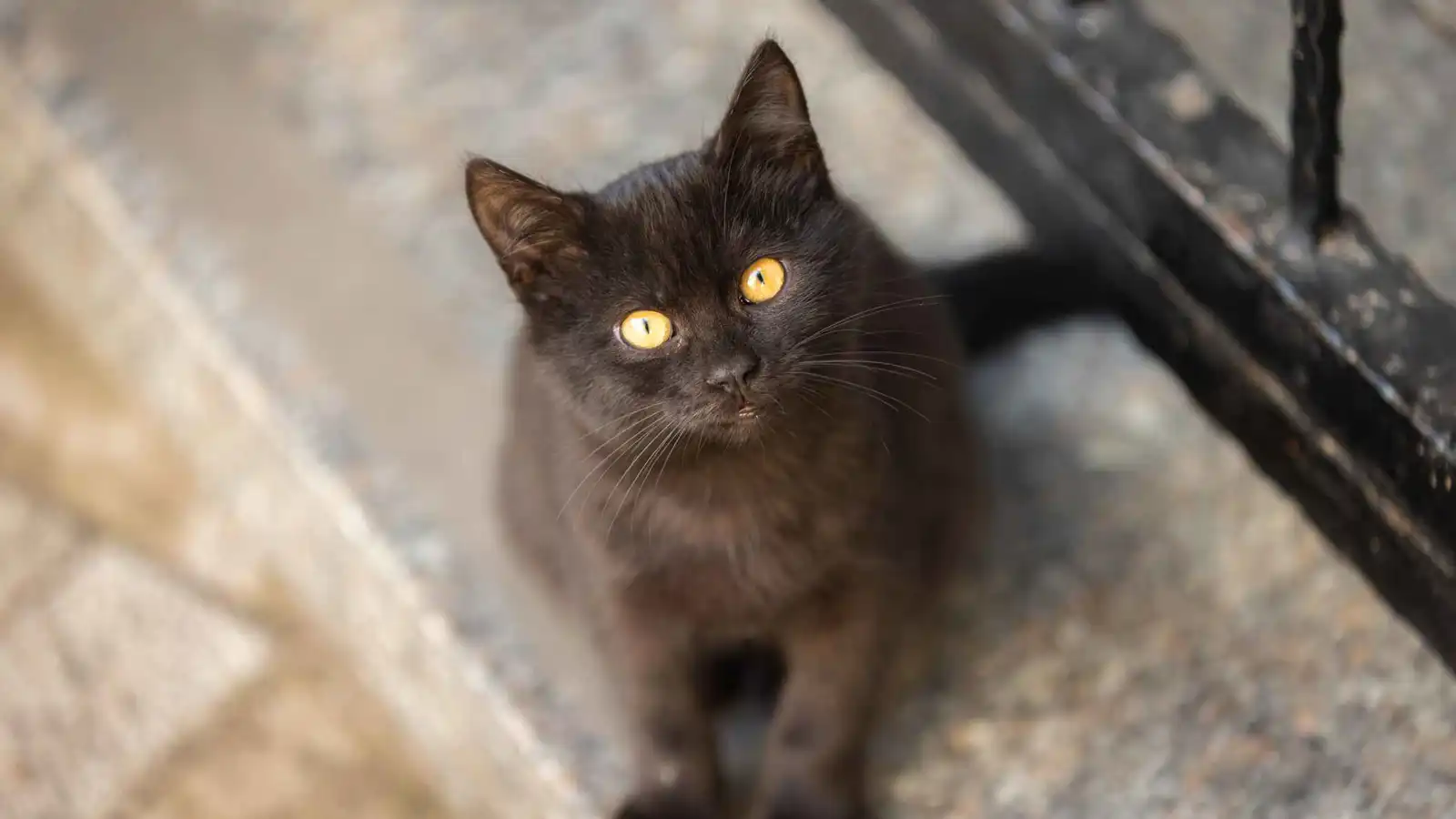 قط ينقذ صاحبه من حريق منزلي قبل أن يفارق الحياة 