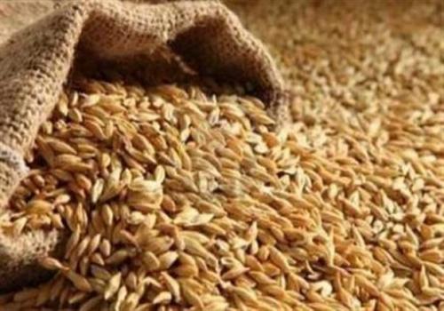 إعادة طرح عطاء شراء 120 ألف طن شعير