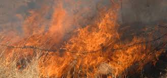 حريق اعشاب و اشجار في جبل عمان