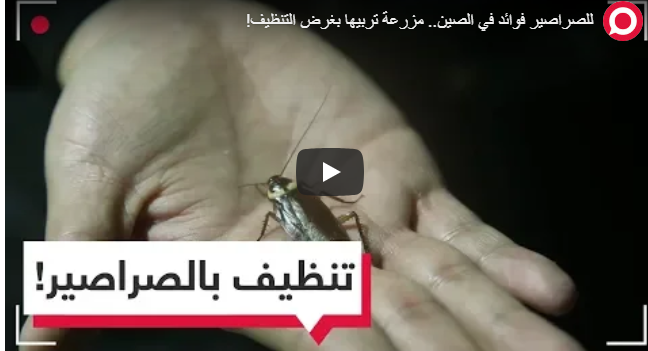 بالفيديو :مزرعة في الصين تربي نحو مليار صرصور لاستهلاك حوالي 50 طنا من نفايات المطبخ 