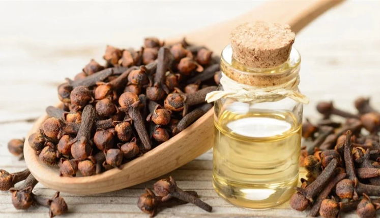 زيت القرنفل ..  مسكّن موضعي يفوق الأدوية
