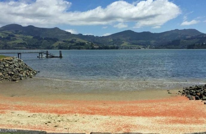 "انتحار" جراد البحر يصبغ شواطئ نيوزلندا باللون الأحمر