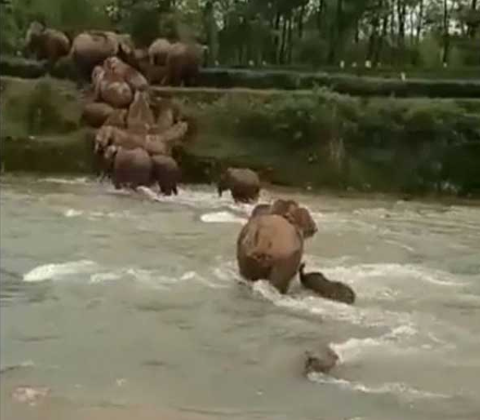 بالفيديو ..   انثى فيل تنقذ صغيرها اثناء عبور نهر 