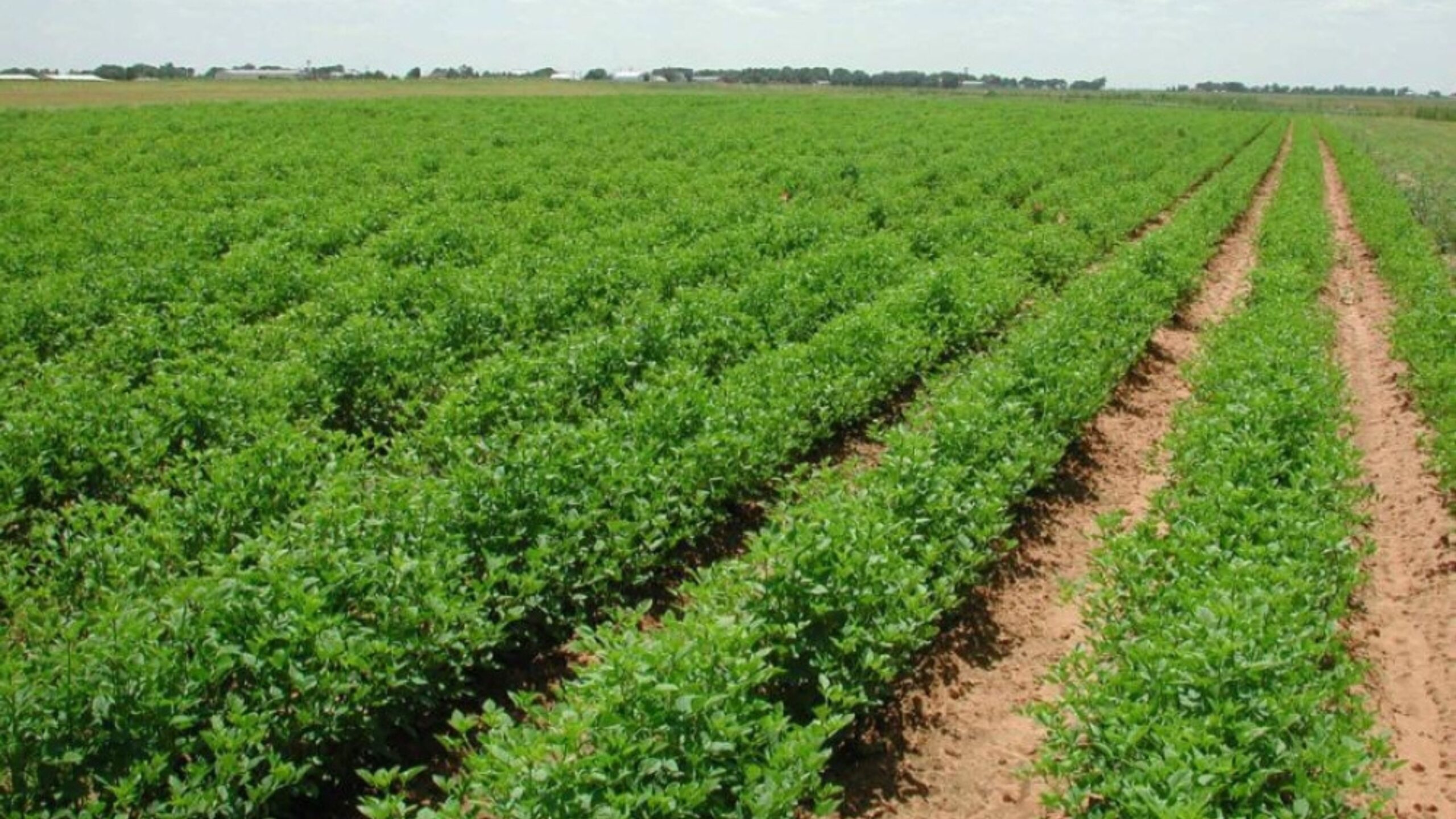 وزارة الزراعة: الهطولات المطرية تحسن جودة المزروعات وتنصح بالمباشرة بالبذار