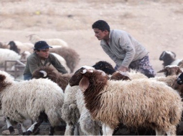 مصدر: ترجيح فرض ضريبة مقابل تصدير الأغنام