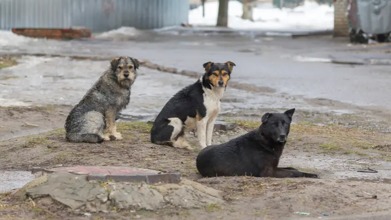 ماتت رعباً ..  وفاة طبيبة مصرية بعد مطاردة من الكلاب الضالة