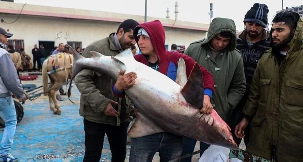 بالصور  ..  صيادو غزة يتمكنون من صيد أسماك القرش