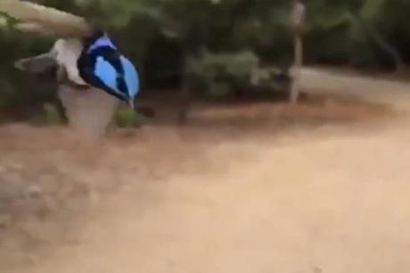 فيديو مدهش لطائر ينقض على هدفه