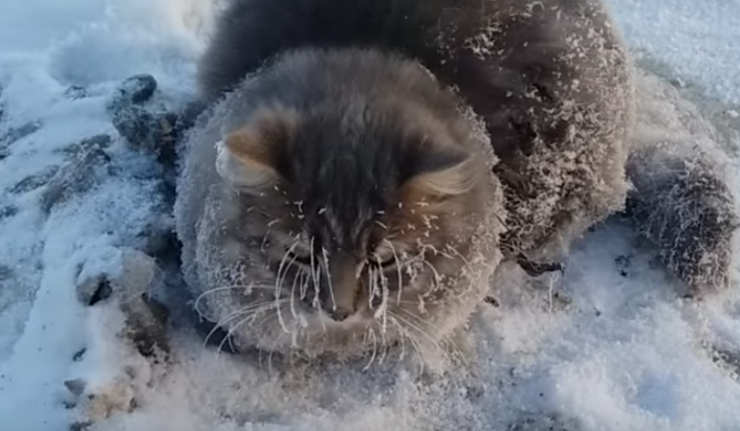 بالفيديو ..  لحظة تحرير قط "تجمد من البرد" بسبب الثلوج