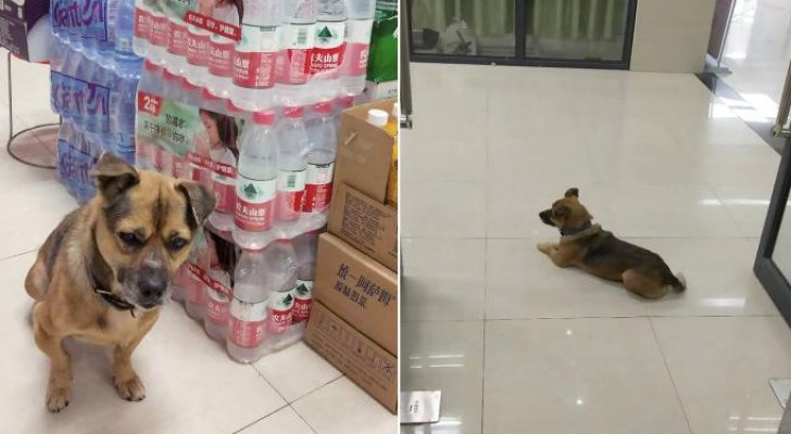 كلب "وفي"ينتظر في المستشفى 3 أشهر بعد وفاة صاحبه بكورونا