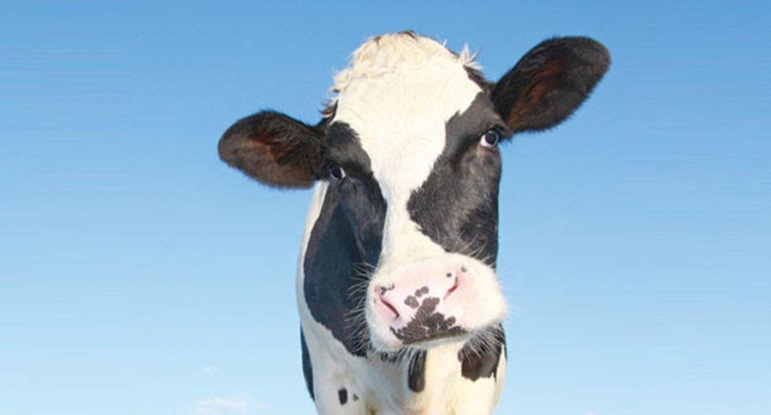 صالون لتدليك البقر في إندونيسيا قبل قتلها تقديمها أضحية في العيد