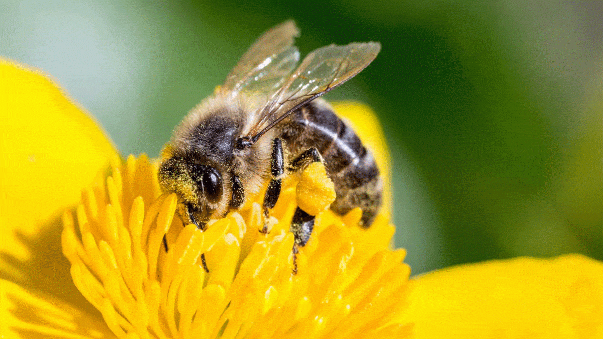 باحثون يكشفون عن وباء عالمي خطير يضرب النحل ويهدد مستقبل النبات