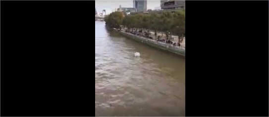 بالفيديو: رجل يطفو داخل بالون مطاطي في نهر التايمز