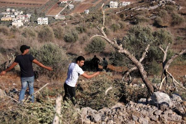 مستوطنون يقطعون 170 شجرة زيتون معمرة بسلفيت