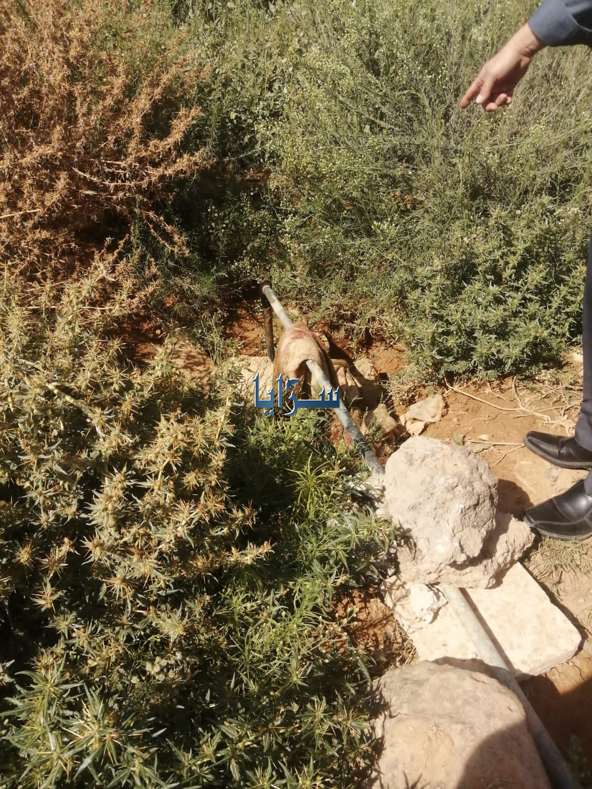 بالفيديو والصور ..  المياه تضبط اعتداء كبير لـ خط مياه ناقل مغذي لعدة مناطق داخل مزرعة في المفرق وتحويل صاحبها للقضاء 